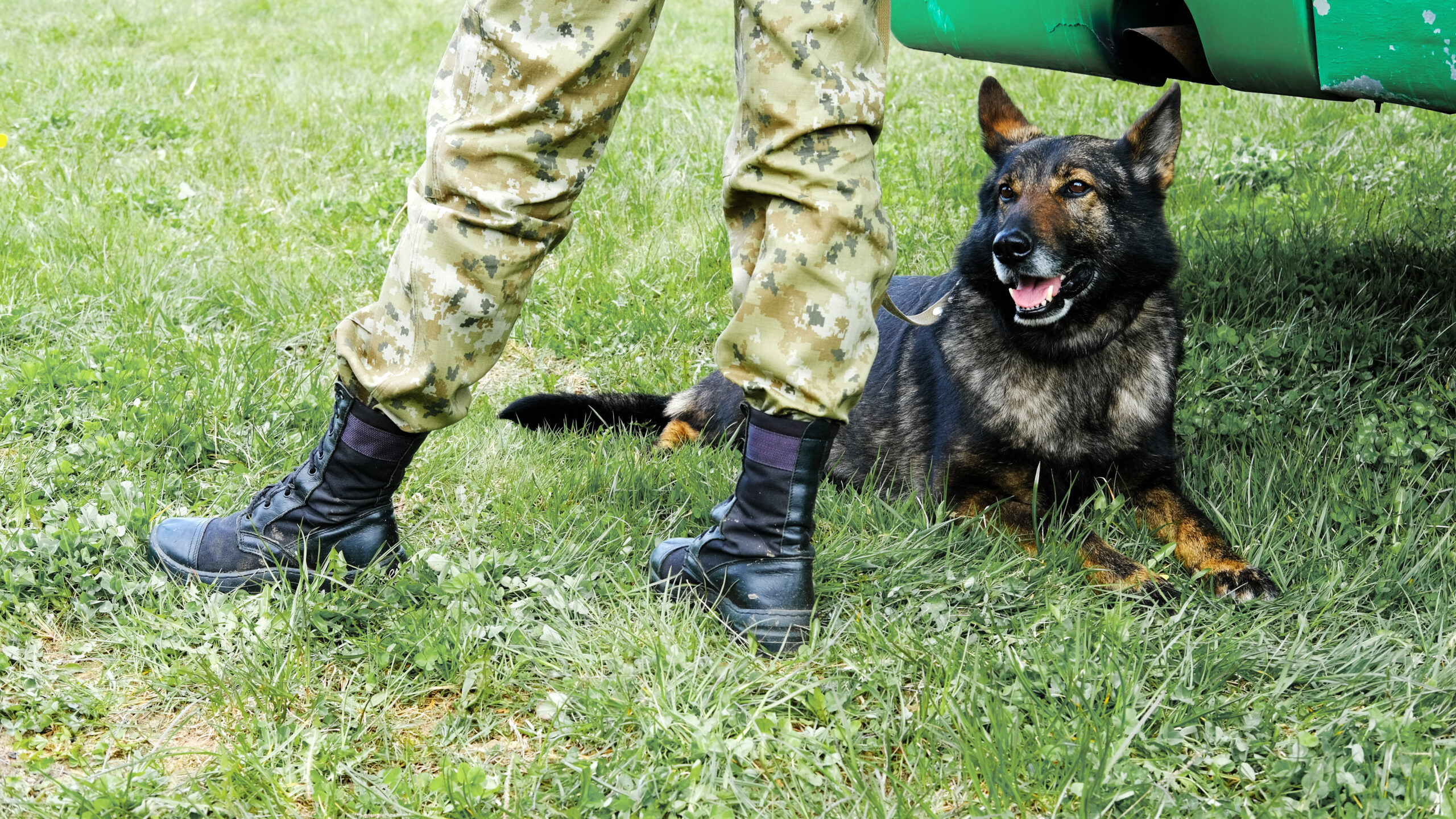 A German Shepherd military dog sits alert beside its handler dressed in camouflage and boots, highlighting the bond and readiness of working military dogs.